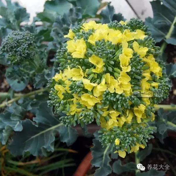 西兰花大头菜玉米,开花太美了,吃了不如养起来!