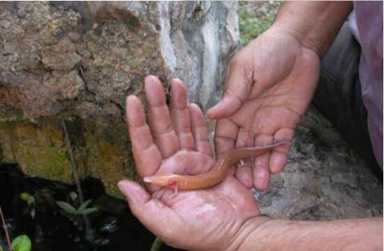 男子发现外型像龙生物 难道这个世界真的有龙存在?