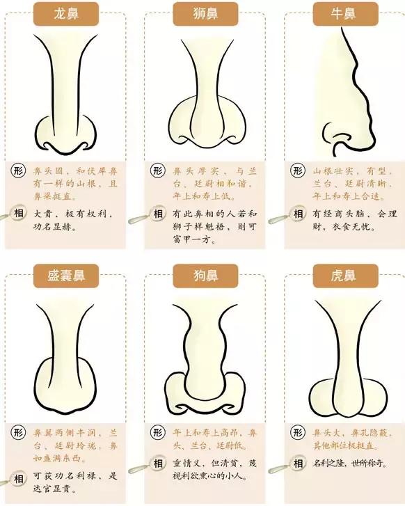财运好不好,鼻子很重要!