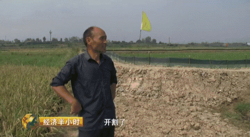 湖北省沙洋县中稻的秋收究竟受到了多大的影响,灾民们如何度过这场