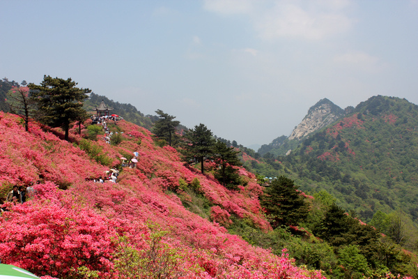 湖北麻城满山杜鹃花 朱增祥摄