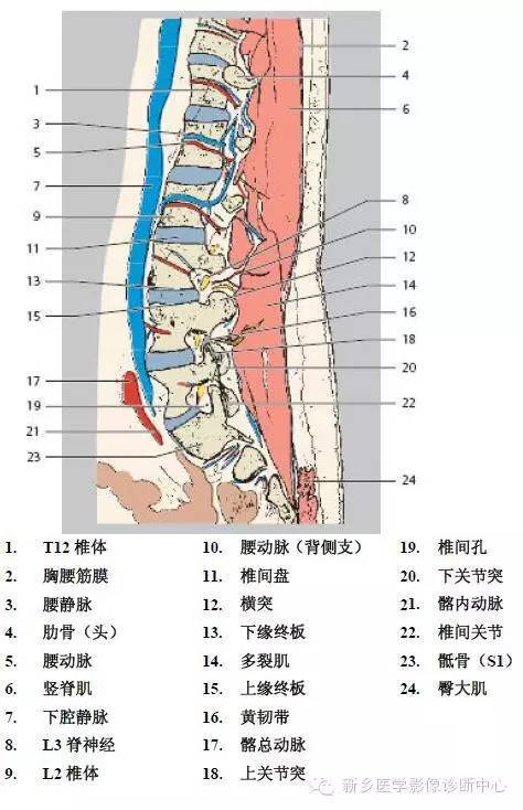 史上最详细的腰椎解剖图,推荐收藏!