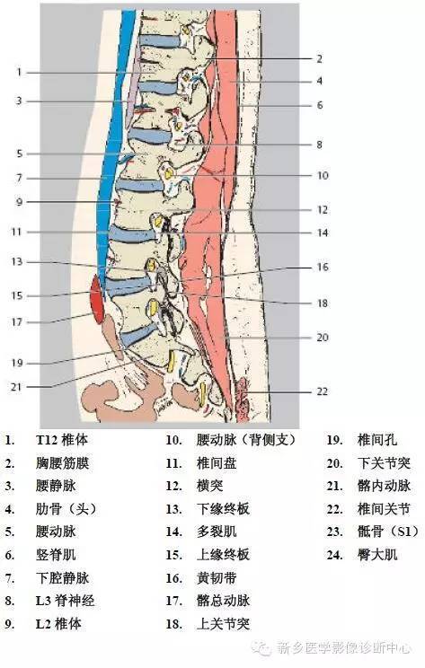 史上最详细的腰椎解剖图,推荐收藏!