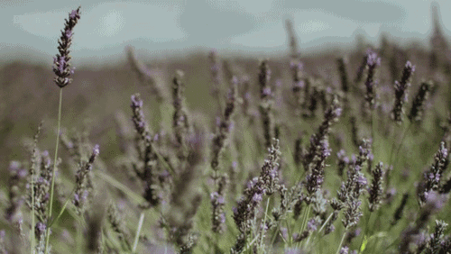 比起炙热的红玫瑰, 很多女孩子对紫色的薰衣草更有情结, 当年的一部