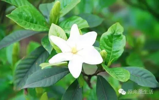 栀子花茶的作用:清热解毒,适合体内虚火大的人,而温热体质的人喝了,就会加重体质的虚弱。 本文部分图片均来自网络,如侵犯到您的权益,请及时通知我们 更多茶叶百科,茶文化,茶知识请订阅我们 【 微信服务号: yuanlives-yzrx 】 【 微信公众订阅号: yuanlaicha】 【 原来网官网:www.