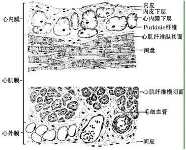 心壁的结构特点 心壁由三层膜组成,从内向外依次是心内膜,心肌膜和心