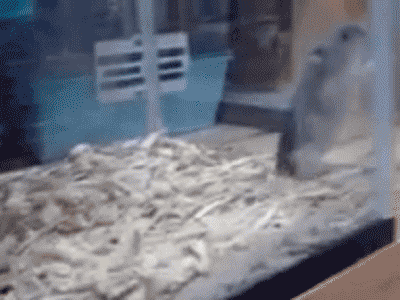 仓鼠翻跟头好可爱?其实这是病!