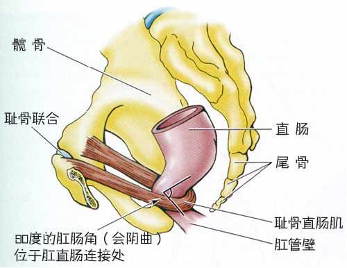 耻骨直肠肌