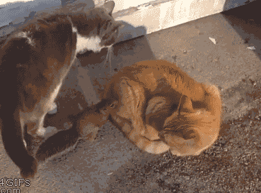 老婆爱吃香蕉我可以理解,可为何也爱吃橘子呢?