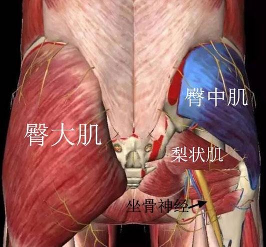 先看上图,臀部肌肉群大致由三块构成,臀大肌,臀中肌,梨状肌,通过锻炼