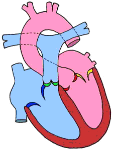 跑步必须了解的器官 — 心脏