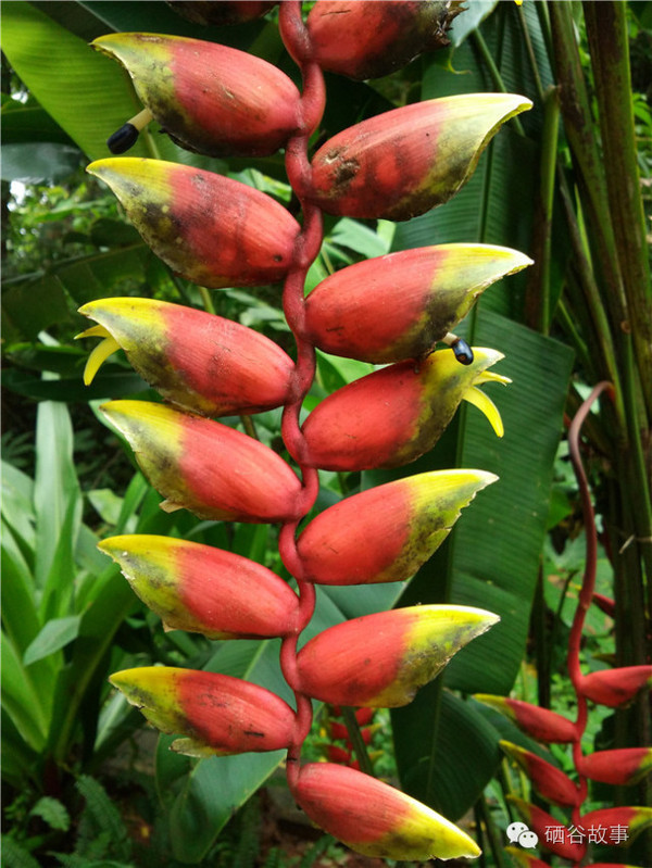 1 西双版纳有我国唯一的热带雨林,热带植物的种类繁多,上手机美图