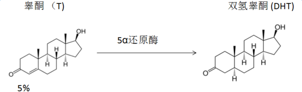 为什么治疗脱发的药物里有锯棕榈?