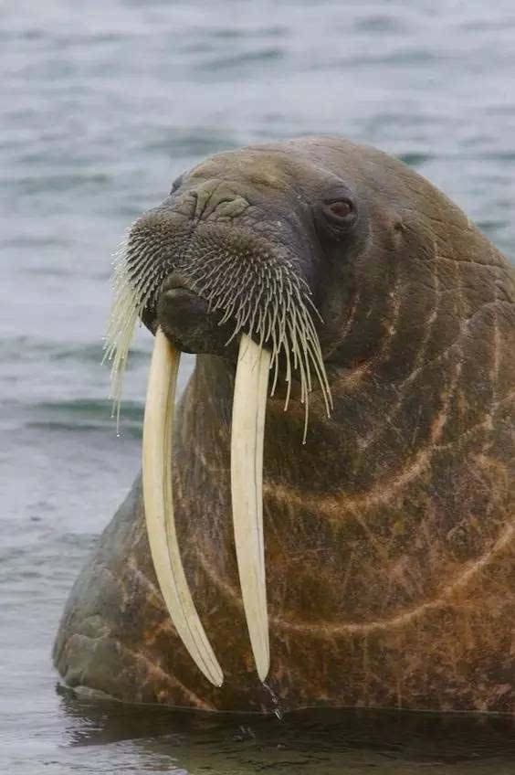 动物世界-海象walrus
