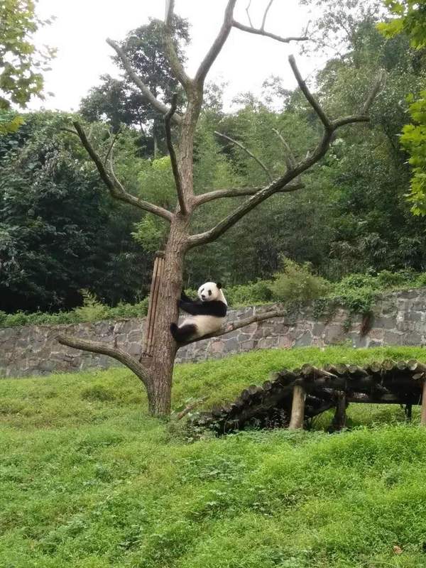 奇遇丨江苏溧阳南山竹海熊猫搬家记