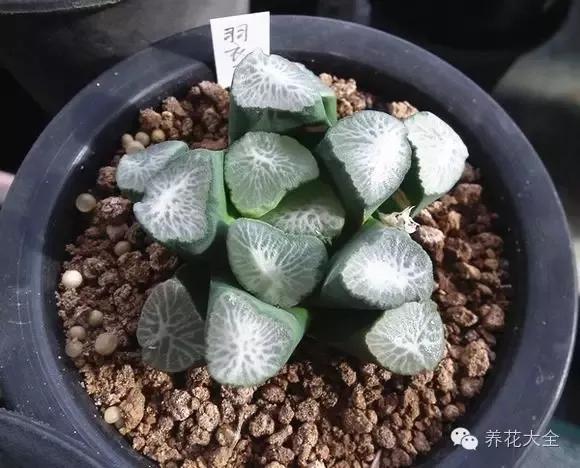 十二卷——玉露1冰魄玉露锦