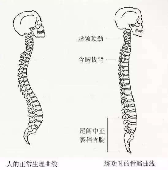 脊椎都有不同程度的不正常或偏移,30岁以上,近1/3的人都会发现椎骨