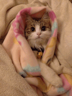 搞笑gif:好贤惠的媳妇,只可惜她的智商有点低!