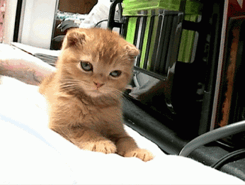 这小橘猫一定是隔壁老王上的.色都对不.