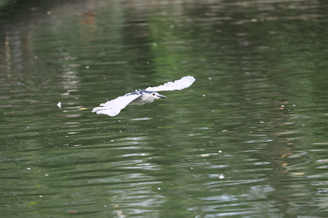 壁纸 动物 鸟 鸟类 摄影 桌面 640_427 gif 动态图 动图