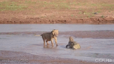 搞笑gif图:此刻你还能安心的看球赛吗