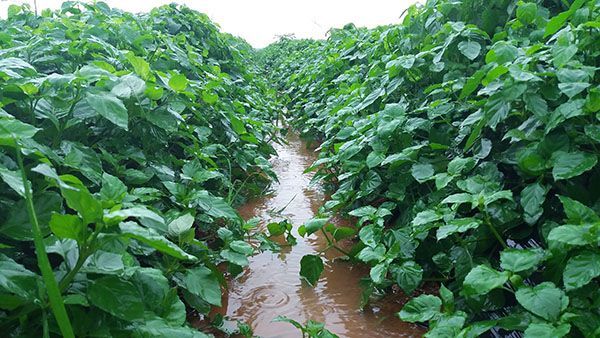 海南血通菜,一种你不能不知道的"救命野菜"!