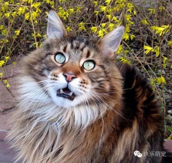 它们是世界上体型最大的猫,被誉为