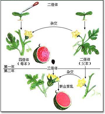 有一些无籽水果需要专门育种才能种植,比如无籽西瓜.