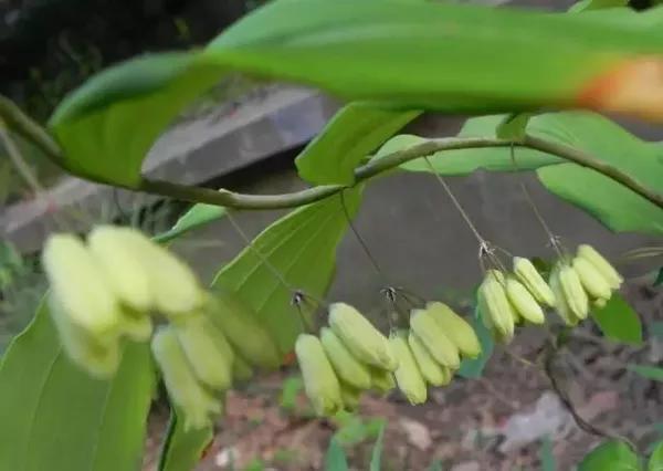 这种被贵州人喊叫"黄脚鸡"的草根根,好处之么多