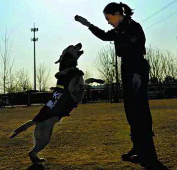 加紧训练的北京警犬和警花