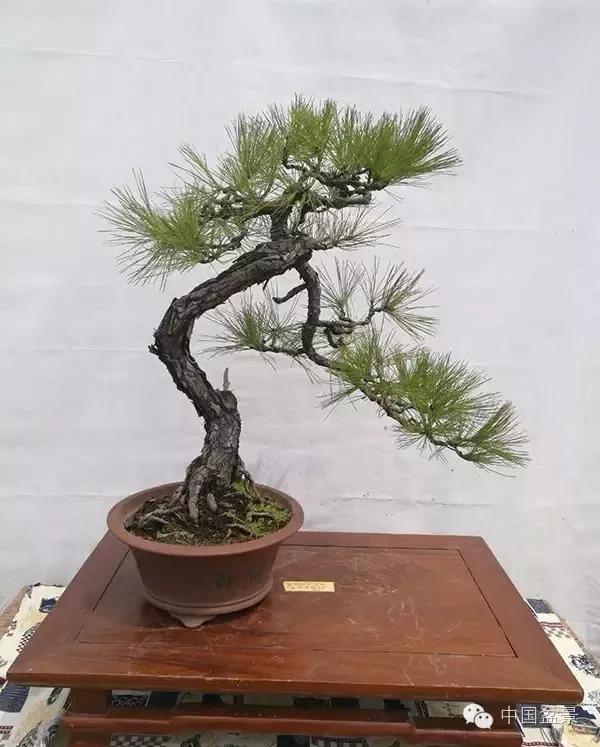 松柏挺拔四季青,凌寒高洁人崇敬!