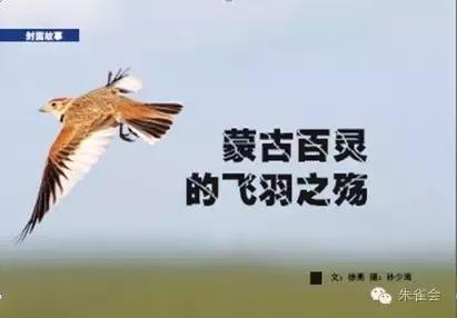 梦语解析,从别人手中救出一只鸟——内心深处的救赎与自由 梦语解析,从别人手中救出一只鸟——内心深处的救赎与自由