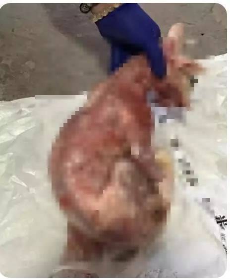 云南一女子买来不养,活剥小猫皮!还骂网友"小心哪天把