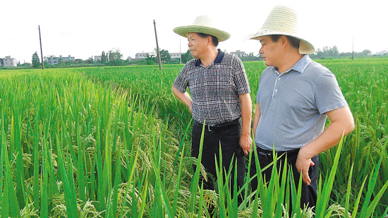 土地流转还可以这样玩,农户一年收入高达30万元