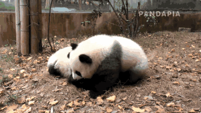 壁纸 大熊猫 动物 400_225 gif 动态图 动图