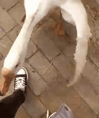 主人被大鹅袭击 机智懂事的狗狗前来解救