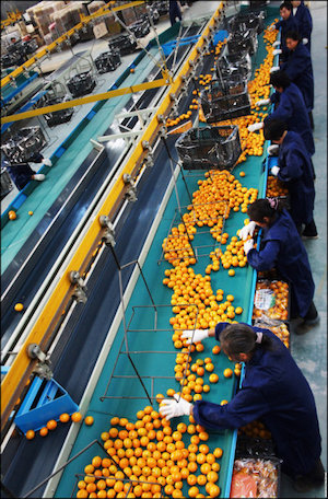 买水果千万要小心,蜜橘加工厂背后的阴谋被曝光!