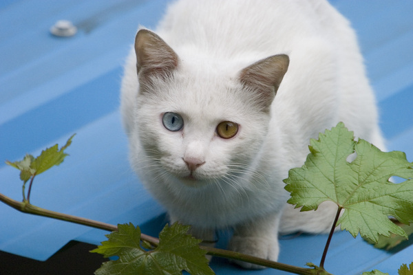 如何判断是不是母猫 a6121s78759331550405.jpg