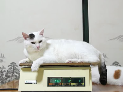 5,检查小猫的体重 由于品种特性不同,所以基于体重或体形大小来推断
