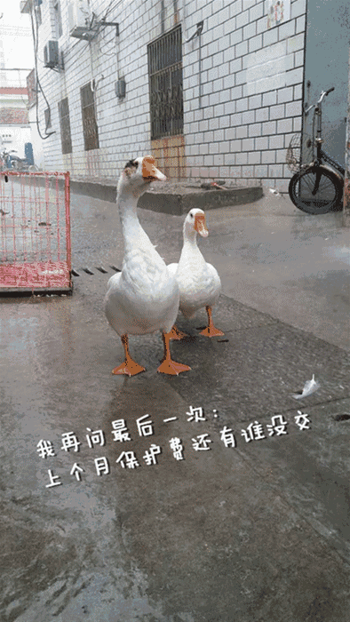 人均不到10块,阿布姑娘征服了全港城人的胃和心