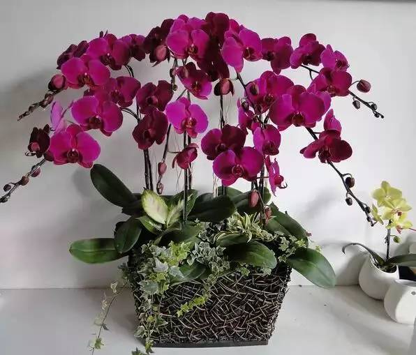 聚合人气——兰花