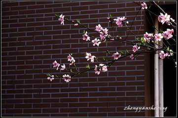 八字墙外桃花歌诀:"桃花生墙外,临风曼妙姿;吸引众生缘,唯我墙外花