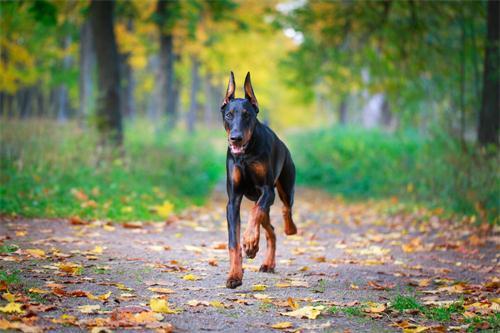 杜宾内衣_杜宾幼犬图片