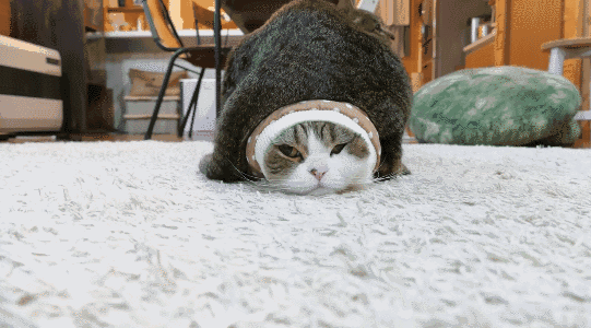 请永远不要低估一只猫的好奇心
