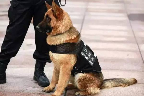 立耳土狗小时候 a39c3x47602500842405.jpeg