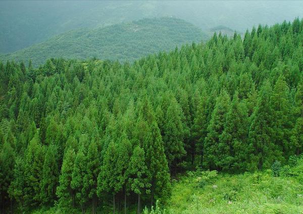 汽车节能补贴2014标准_生态林补贴标准_千年林生态板