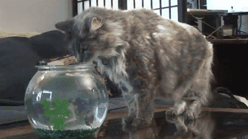 搞笑动态图片合集 , 笑的停不下来了!