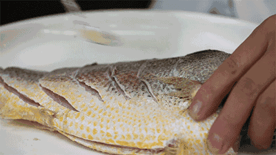 壁纸 动物 鱼 鱼类 400_225 gif 动态图 动图