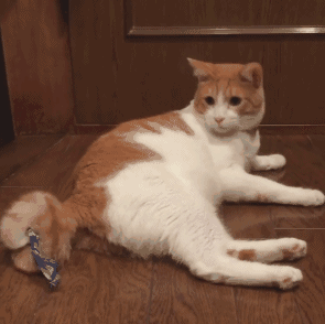 壁纸 动物 狗 狗狗 猫 猫咪 小猫 桌面 295_294 gif 动态图 动图