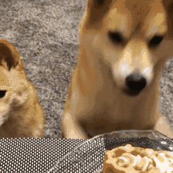 because my parents dont like small animals,they think its